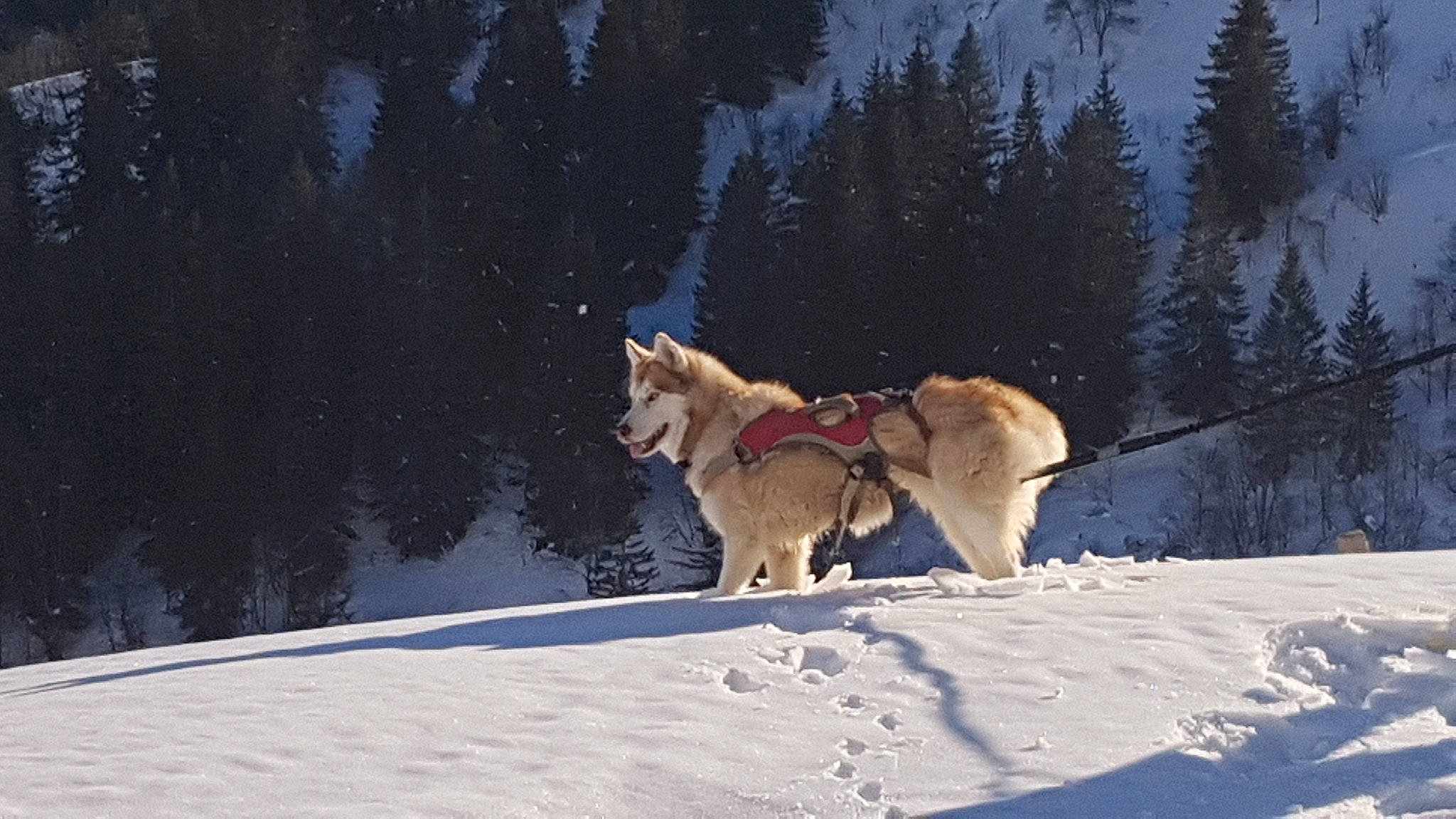 Leelou participe au concours pour gagner de l'argent avec cette photo : canadian_eskimo_dog, canidae, carnivore, dog, dog_breed, east_siberian_laika, greenland_dog, mammal, northern_inuit_dog, recreation, sakhalin_husky, siberian_husky, sled_dog, snow, sporting_group, vehicle, vertebrate, west_siberian_laika, winter, working_dog