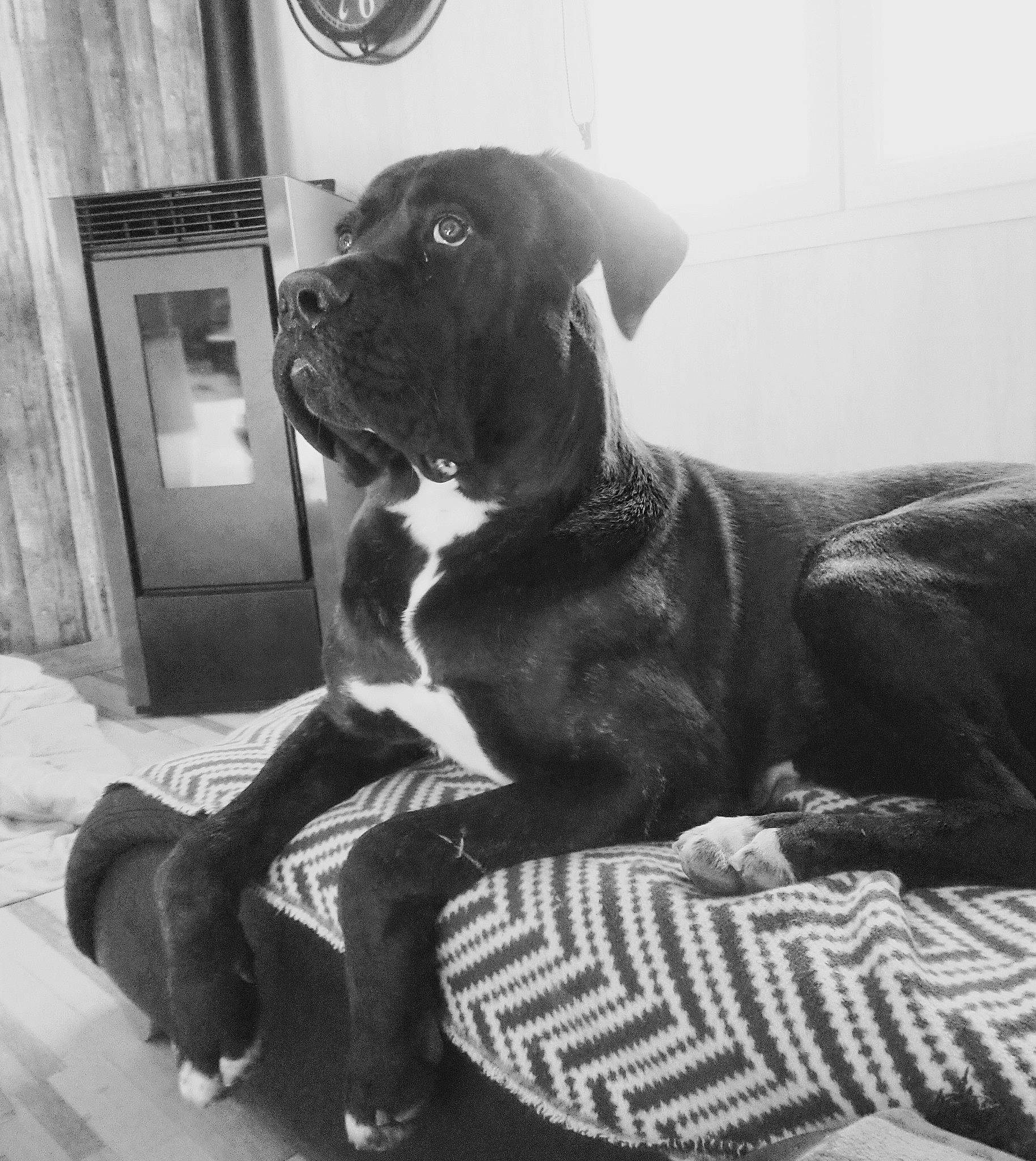 Obi-wan participe au concours pour gagner de l'argent avec cette photo : bandog, boerboel, boxer, bullmastiff, cane_corso, canidae, carnivore, dog, dog_breed, fawn, great_dane, guard_dog, mammal, molosser, sporting_group, vertebrate, working_dog