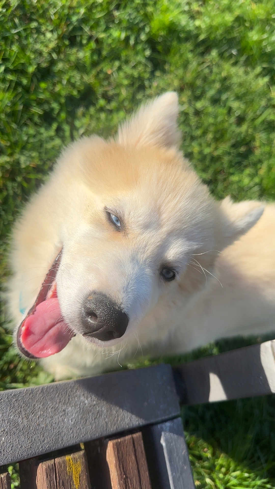 Aïko participe au concours pour gagner de l'argent avec cette photo : dog, happy, tongue_out, blue_eyes, fluffy, fur, pet, outdoor, grass, bench, sunlight, canine, animal, closeup, nature, playful, smiling, daylight, muzzle, ears