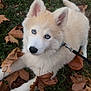 Aïko a rejoint le concours — aidez-le/la à gagner de superbes lots ! animal, autumn_leaves, blue_eyes, canine, cute, dog, ears_up, fall, fur, grass, husky, leash, looking_up, lying_down, nature, outdoor, pet, puppy, white_fur, young_dog