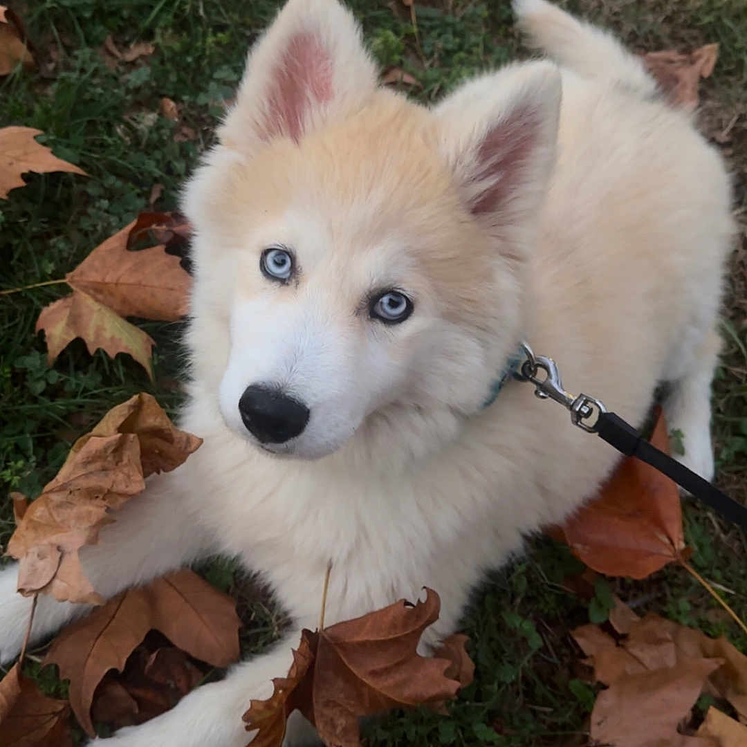 Aïko a rejoint le concours — aidez-le/la à gagner de superbes lots ! animal, autumn_leaves, blue_eyes, canine, cute, dog, ears_up, fall, fur, grass, husky, leash, looking_up, lying_down, nature, outdoor, pet, puppy, white_fur, young_dog