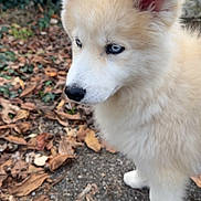 Aïko a rejoint le concours — aidez-le/la à gagner de superbes lots ! puppy, dog, blue_eyes, fluffy, outdoor, leaves, autumn, curious, close_up, young_dog, animal, nature, fur, pet, canine, side_view, ground, cute, adorable, walking