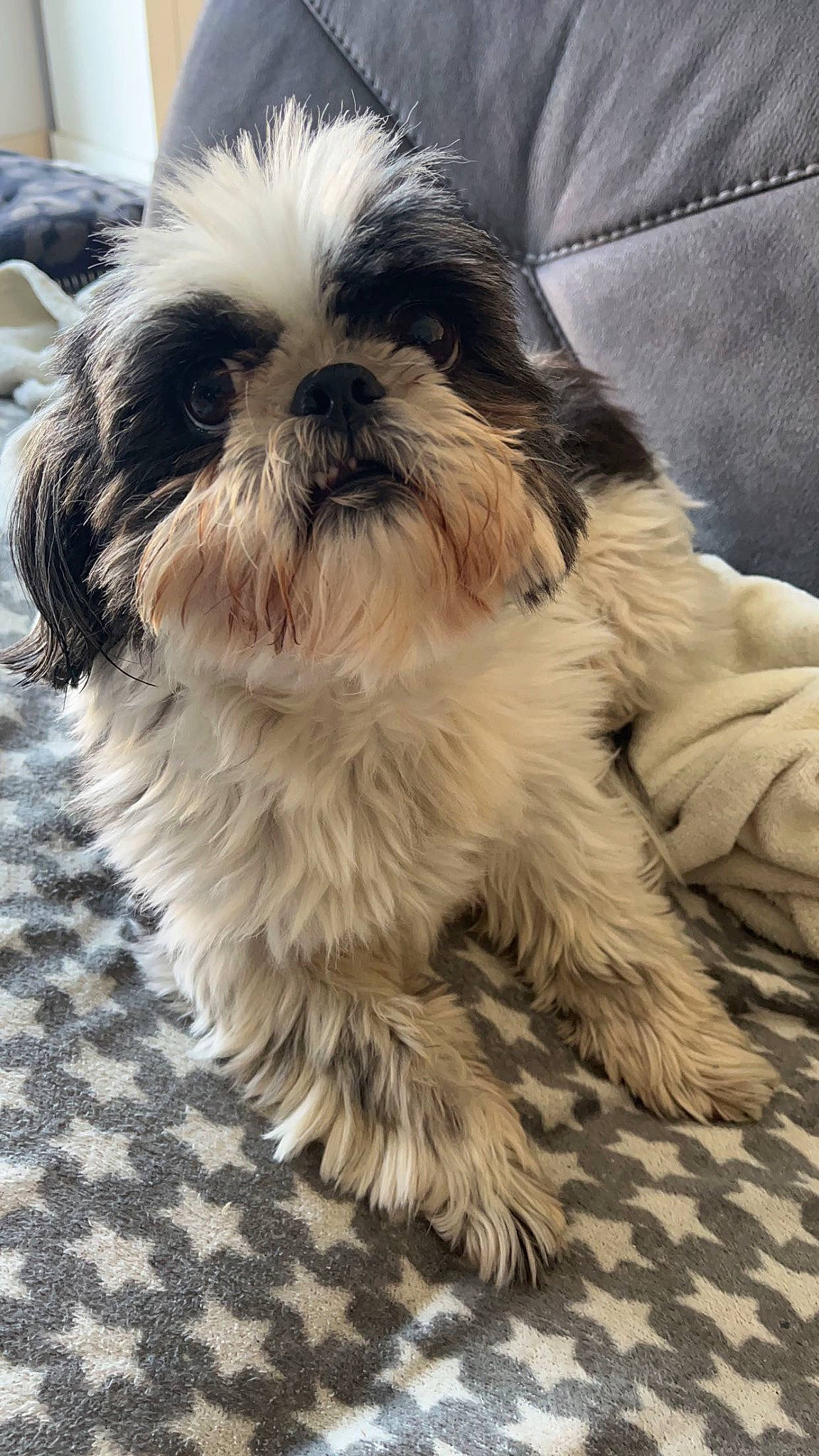 Vicky a rejoint le concours — aidez-le/la à gagner de superbes lots ! canidae, carnivore, comfort, companion_dog, dog, dog_breed, fur, grey, liver, mal_shi, maltepoo, shih_poo, shih_tzu, small_terrier, snout, sporting_group, terrestrial_animal, terrier, toy_dog, working_animal