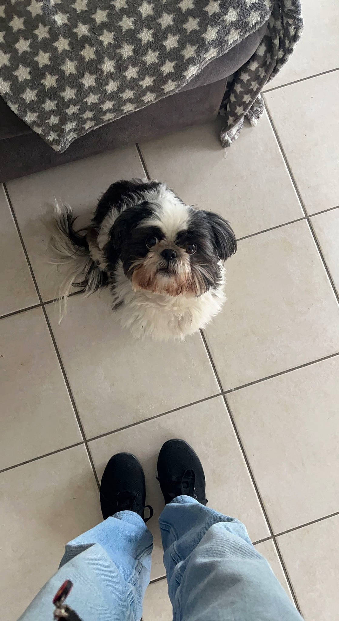 Vicky participe au concours pour gagner de l'argent avec cette photo : canidae, carnivore, companion_dog, dog, dog_breed, floor, flooring, foot, fur, liver, maltepoo, shih_poo, shih_tzu, small_terrier, snout, sporting_group, square, terrier, toy_dog, working_animal