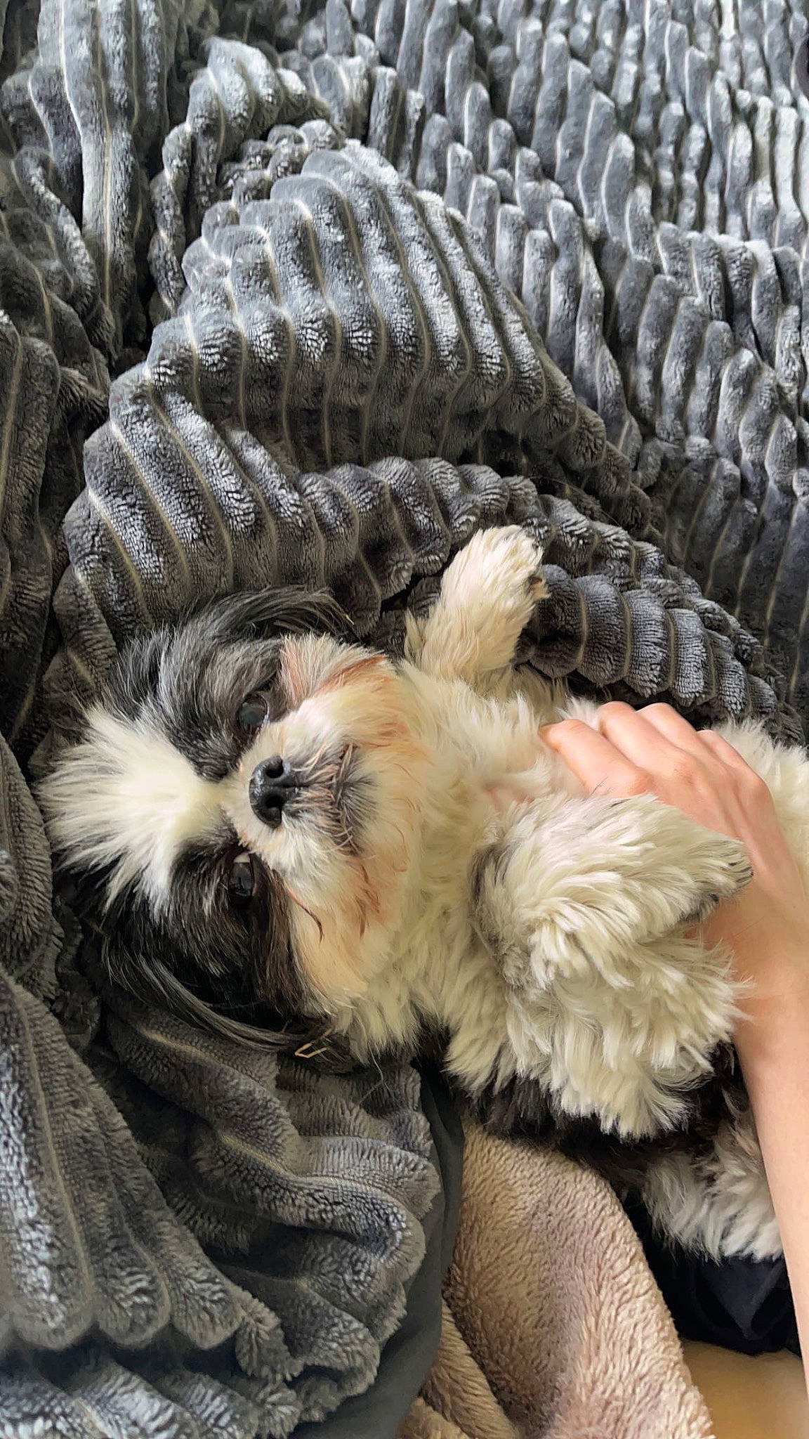 Vicky a rejoint le concours — aidez-le/la à gagner de superbes lots ! bag, canidae, carnivore, comfort, companion_dog, couch, dog, dog_breed, fashion_accessory, fawn, felidae, fur, pattern, paw, snout, sporting_group, sunglasses, toy_dog, whiskers, working_animal