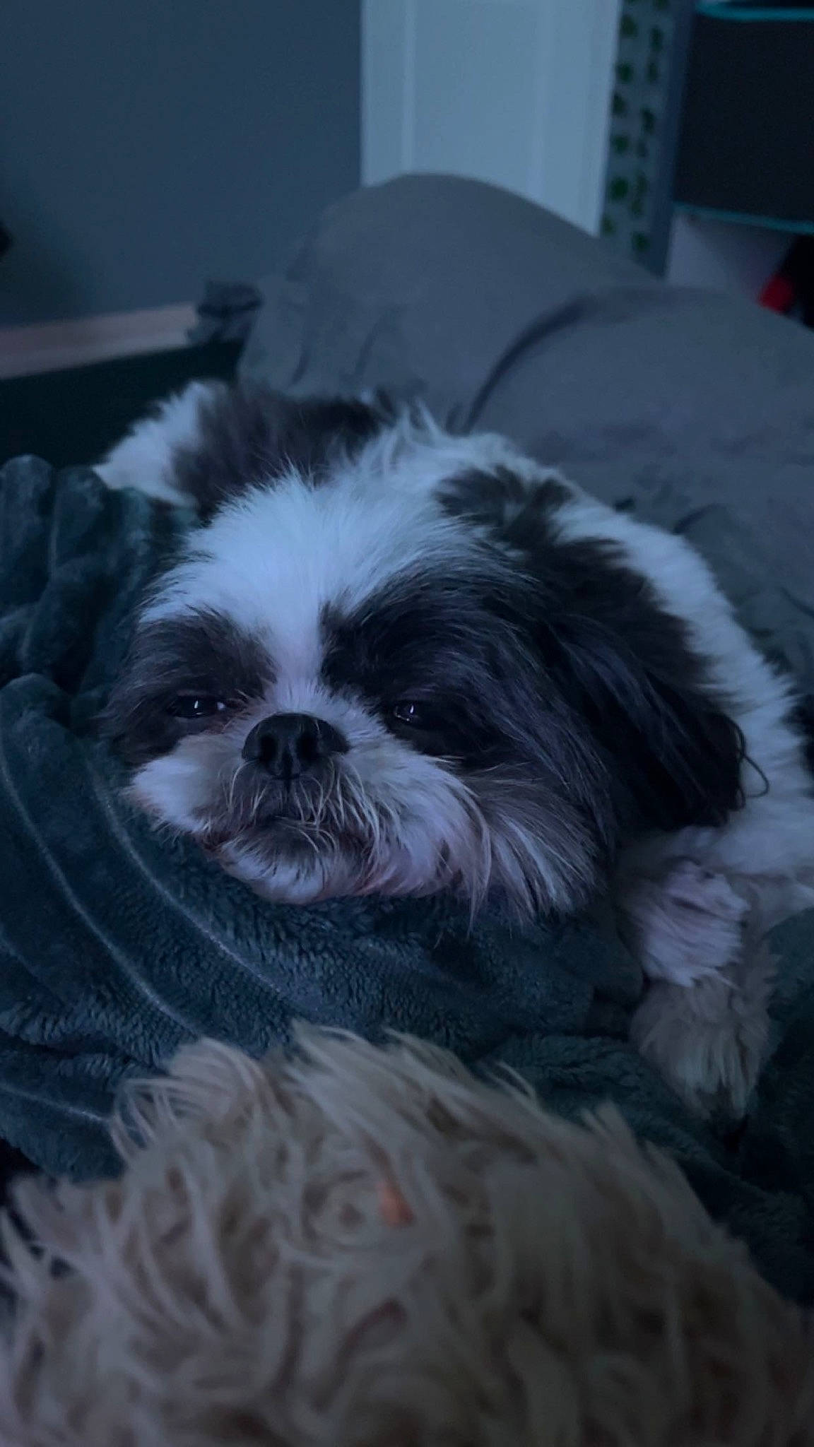 Vicky participe au concours pour gagner de l'argent avec cette photo : canidae, carnivore, comfort, companion_dog, dog, dog_breed, eye, fawn, fur, liver, maltepoo, shih_poo, shih_tzu, snout, sporting_group, terrestrial_animal, terrier, toy_dog, whiskers, working_animal