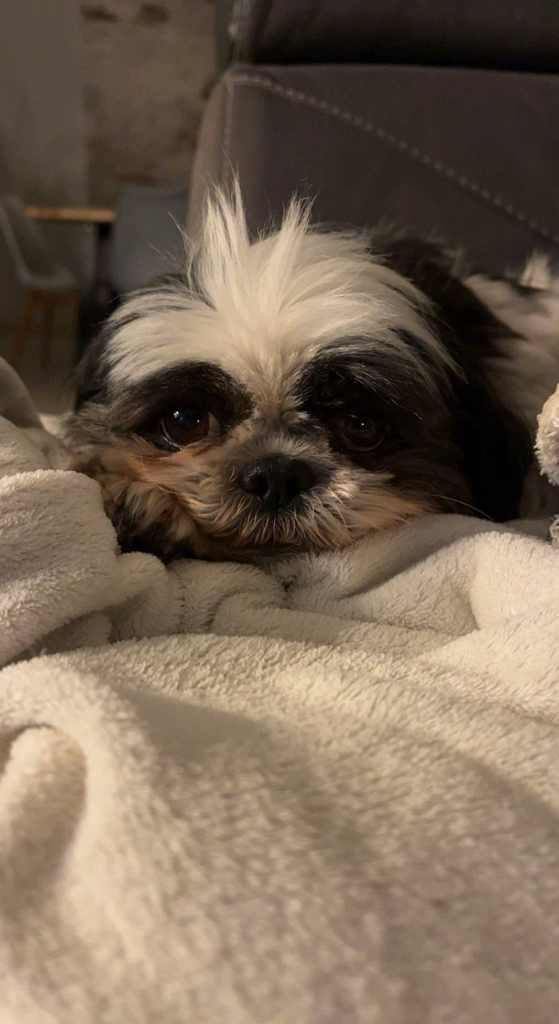 Vicky participe au concours pour gagner de l'argent avec cette photo : canidae, carnivore, comfort, companion_dog, dog, dog_breed, ear, eye, fawn, fur, liver, maltepoo, shih_tzu, small_terrier, snout, sporting_group, terrestrial_animal, terrier, toy_dog, working_animal