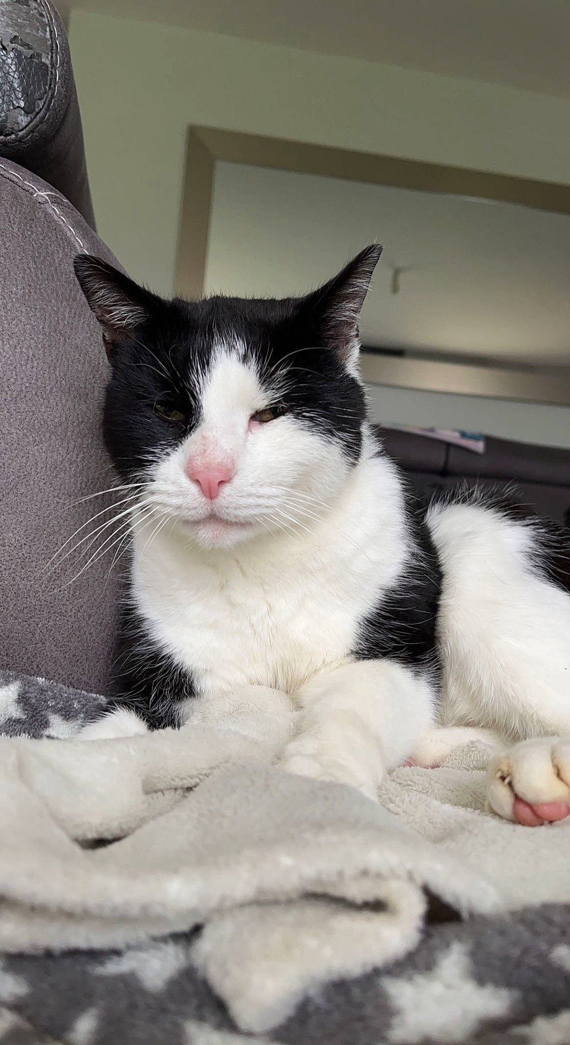 Gaffi a rejoint le concours — aidez-le/la à gagner de superbes lots ! carnivore, cat, claw, domestic_short_haired_cat, felidae, fur, monochrome_photography, paw, small_to_medium_sized_cats, tail, terrestrial_animal, whiskers, window