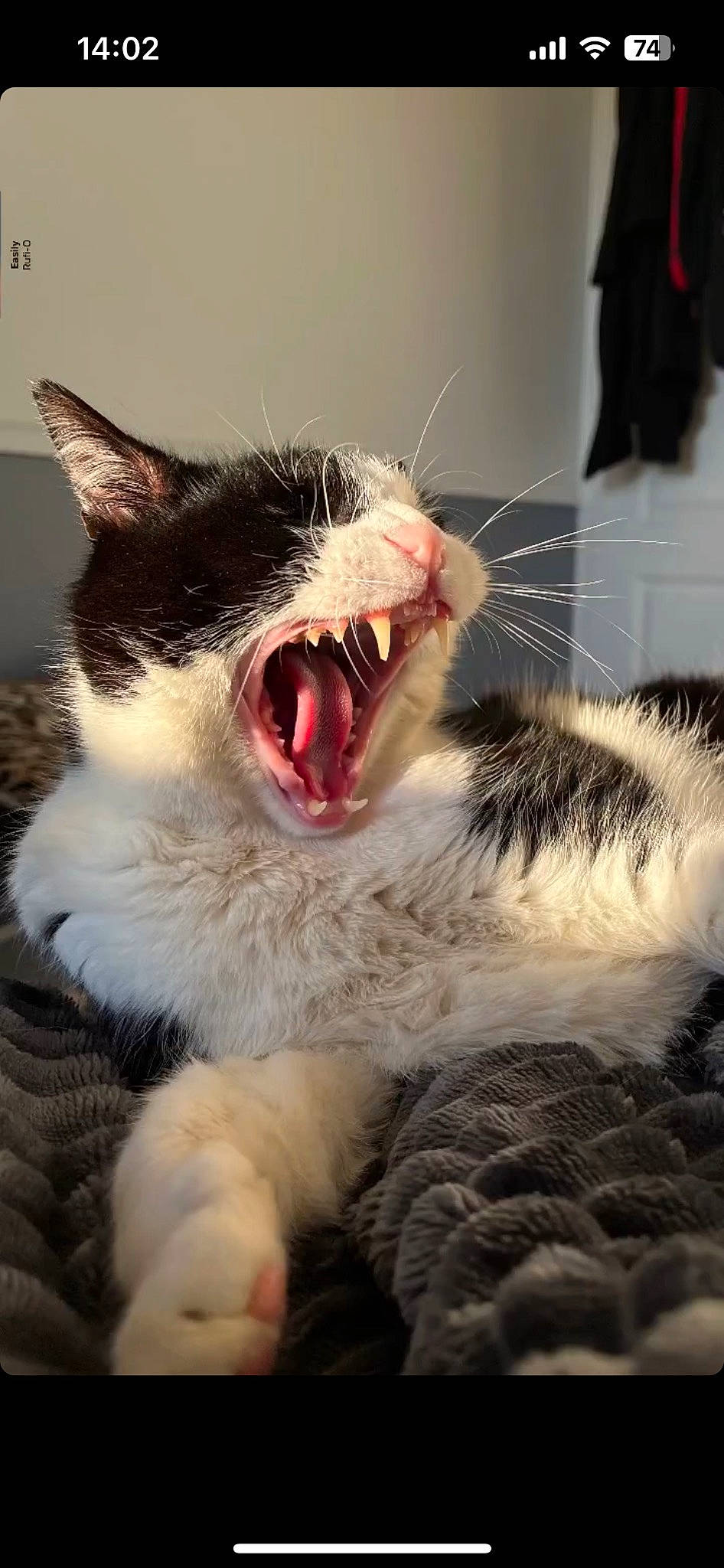 Gaffi participe au concours pour gagner de l'argent avec cette photo : carnivore, cat, claw, domestic_short_haired_cat, fang, felidae, foot, fur, jaw, paw, roar, small_to_medium_sized_cats, snout, tooth, whiskers, window, yawn