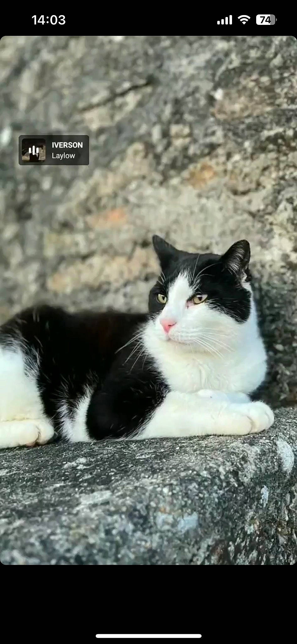 Gaffi participe au concours pour gagner de l'argent avec cette photo : carnivore, cat, domestic_short_haired_cat, felidae, foot, fur, grass, mammal, monochrome, monochrome_photography, paw, sand, sitting, small_to_medium_sized_cats, snout, tail, tree, vertebrate, whiskers, window