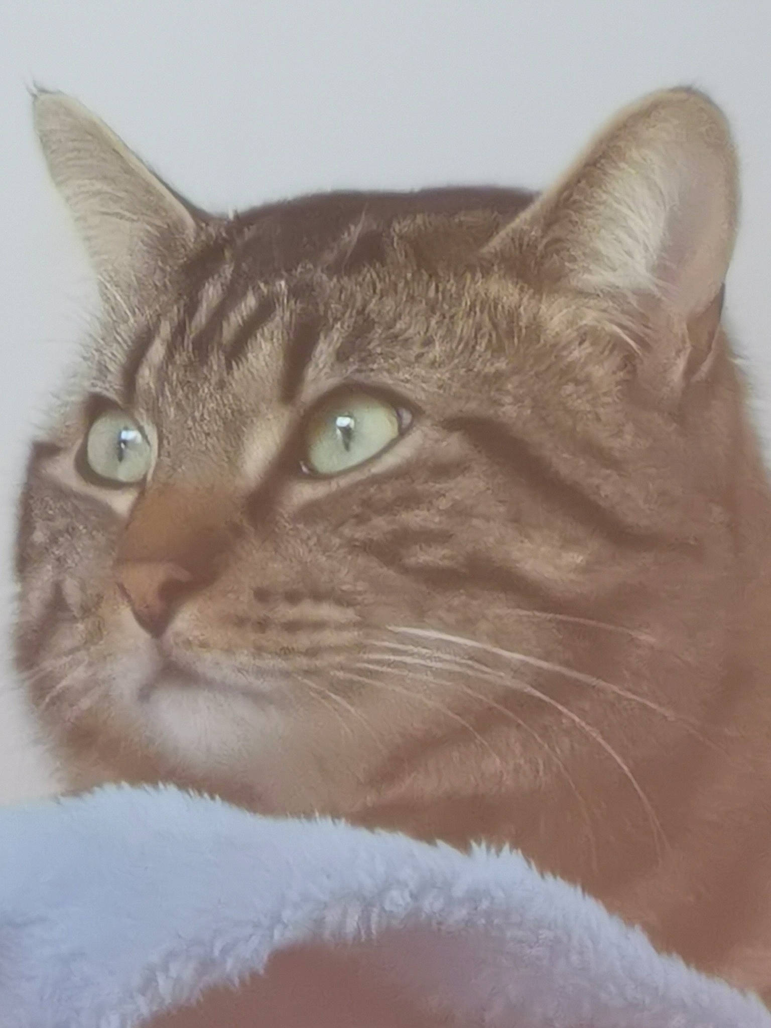 çanouche participe au concours pour gagner de l'argent avec cette photo : carnivore, cat, comfort, domestic_short_haired_cat, ear, felidae, fur, small_to_medium_sized_cats, terrestrial_animal, whiskers, window