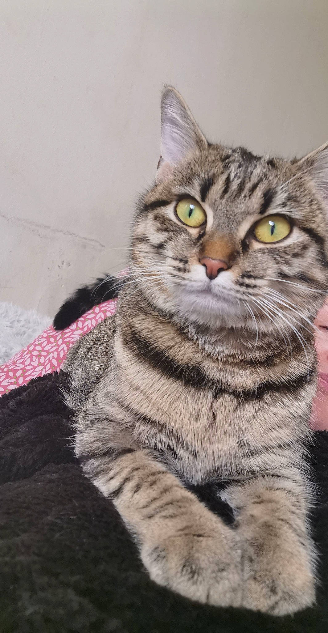 Choukette a rejoint le concours — aidez-le/la à gagner de superbes lots ! art, carnivore, cat, claw, domestic_short_haired_cat, felidae, fur, paw, small_to_medium_sized_cats, snout, tail, terrestrial_animal, whiskers, wildlife