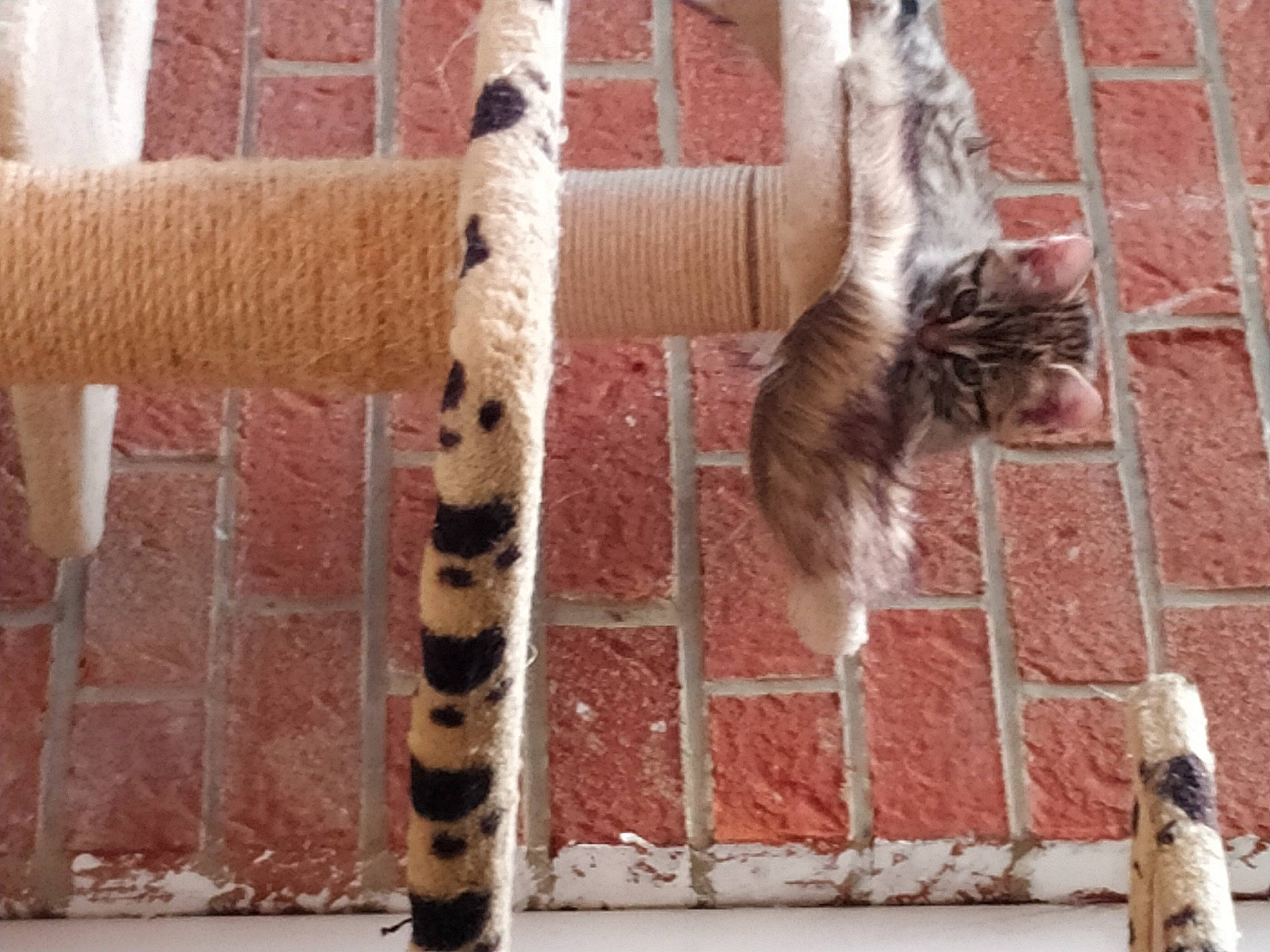 Choukette participe au concours pour gagner de l'argent avec cette photo : bengal, carnivore, cat, felidae, fur, kitten, small_to_medium_sized_cats, tabby_cat, tail, whiskers