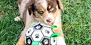 Lucy is registered to the contest to win money with this photo: adorable, animal, brown, cute, dog, ears, fun, fur, grass, green, mouth_open, nature, outdoor, pet, playful, puppy, soccer_ball, toy, white, young