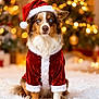 animal, australian_shepherd, blue_eyes, celebration, christmas_tree, cozy, cute, decorations, dog, festive, fur, holiday, indoors, lights, pet, portrait, santa_claus_costume, santa_hat, white_rug, winter