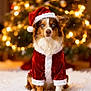 animal, australian_shepherd, blue_eyes, celebration, christmas_lights, christmas_tree, costume, cute, decorations, dog, festive, fluffy, holiday, indoor, pet, santa_hat, santa_suit, seasonal, snow, winter