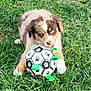 animal, black, brown, cute, dog, ears, fur, grass, green, mouth_open, nature, outdoor, paw_print, pet, playful, puppy, soccer_ball, toy, white, young
