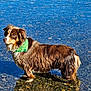 Lucy joined the competition — help win amazing prizes! animal, bandana, black_fur, brown_fur, calm, canine, daylight, dog, green_bandana, nature, outdoor, pebbles, pet, reflection, shallow_water, side_view, standing, water, wet_fur, white_fur