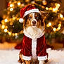 blue_eyes, blurred_background, celebration, christmas, christmas_tree, cute, decorations, dog, festive, fluffy, holiday, holiday_season, indoor, pet, portrait, red_clothing, santa_hat, snow, warm_lighting, white_fur_trim