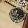 Simba participe au concours pour gagner de l'argent avec cette photo : animal, cat, cat_bed, checkered_bed, collectibles, cozy, curled_up, ears, figurines, furry, home, indoors, pet, portrait, resting, shelf, sleeping, tabby_cat, whiskers, wooden_floor