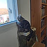 Simba participe au concours pour gagner de l'argent avec cette photo : aquarium, bookshelf, cat, curious, dvds, fish_tank, furniture, head_tilt, home, indoors, kitten, portrait, room, shelves, sitting, striped_fur, sunlight, tabby, tail, window