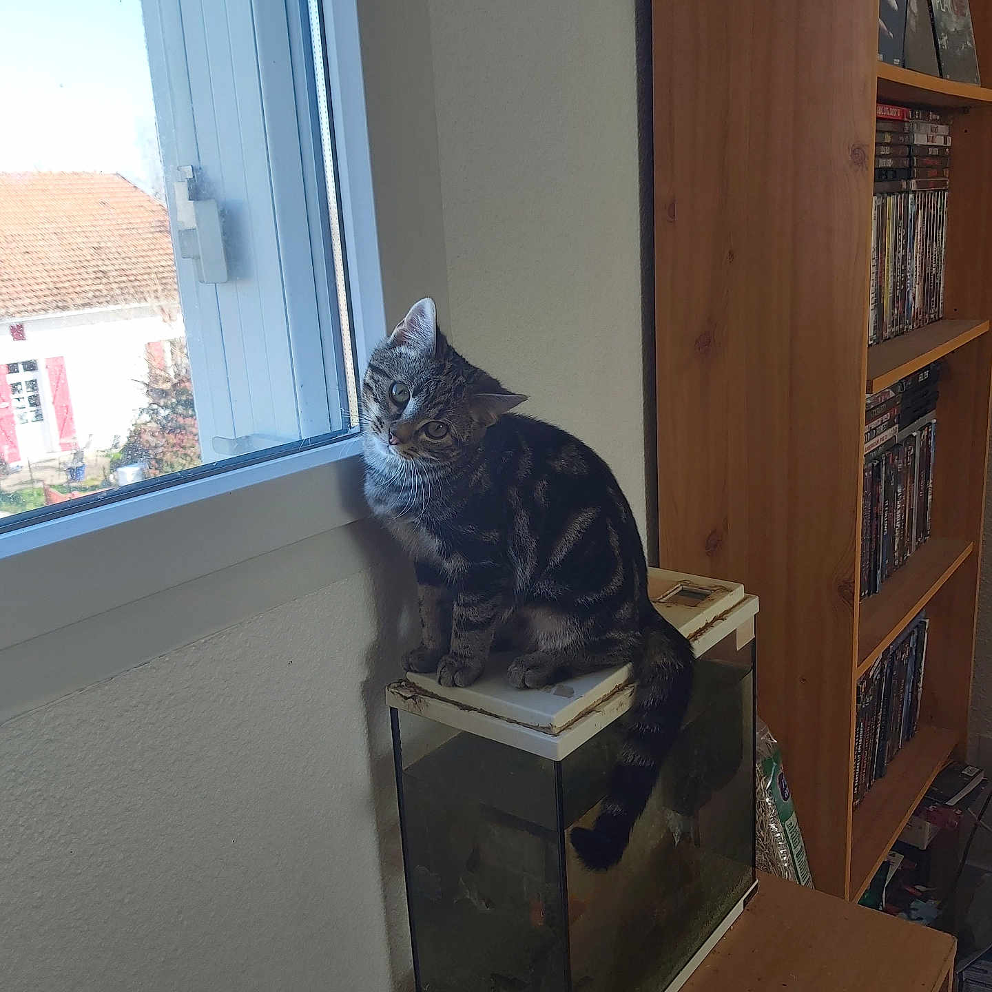 Simba