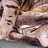 animal, brown_fur, close_up, cute, dog, ear, furry, indoors, lying_down, muzzle, nose, pet, photography, portrait, relaxed, sleeping, soft_texture, tongue, whiskers, yawning