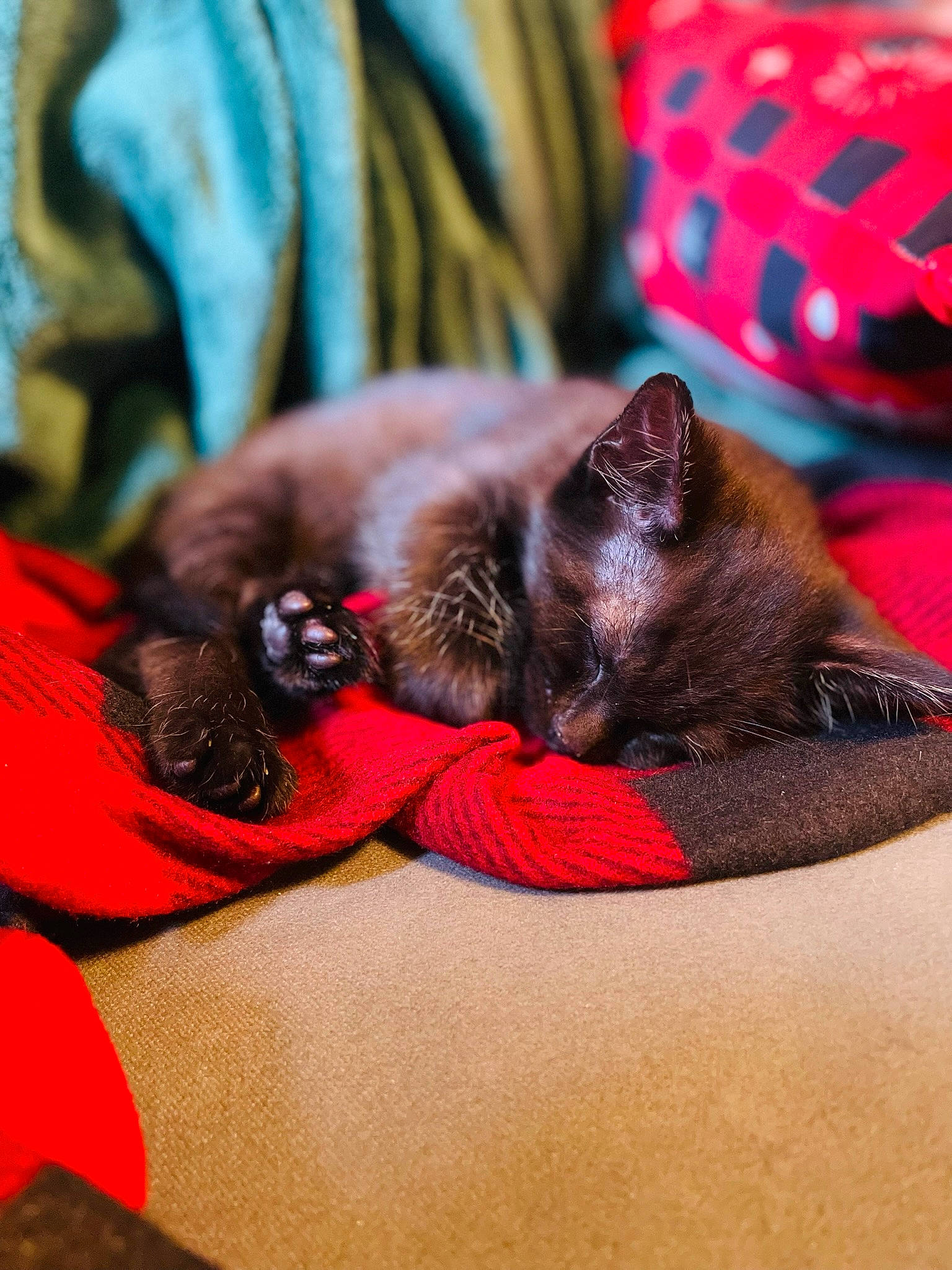 Midnight is registered to the contest to win money with this photo: black_cat, carmine, carnivore, cat, comfort, companion_dog, domestic_short_haired_cat, fawn, felidae, fur, linens, magenta, nap, sleep, small_to_medium_sized_cats, snout, tail, textile, tints_and_shades, whiskers