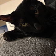 Midnight joined the competition — help win amazing prizes! animal, black_cat, cat, close_up, curious, cute, domestic_cat, fabric, feline, fur, indoor, paw, pet, portrait, relaxed, resting, soft_light, texture, whiskers, yellow_eyes