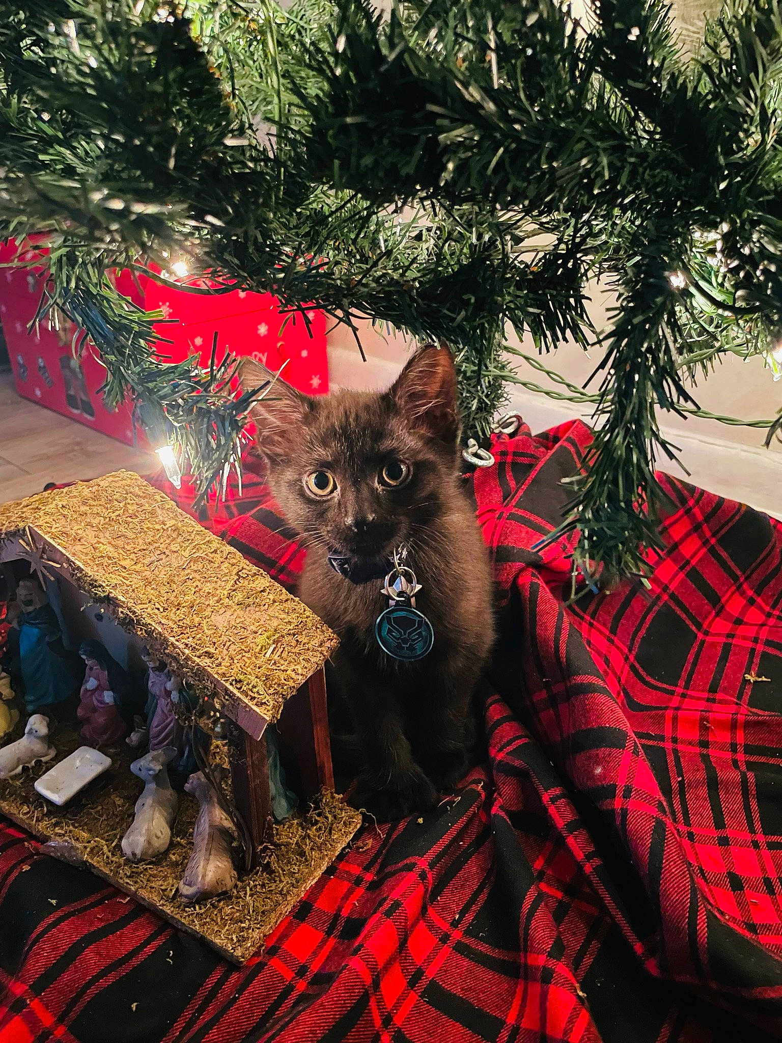 Midnight is registered to the contest to win money with this photo: carnivore, cat, christmas_decoration, christmas_ornament, christmas_tree, event, evergreen, fawn, felidae, holiday, holiday_ornament, ornament, pattern, plaid, plant, red, small_to_medium_sized_cats, tartan, tree, whiskers