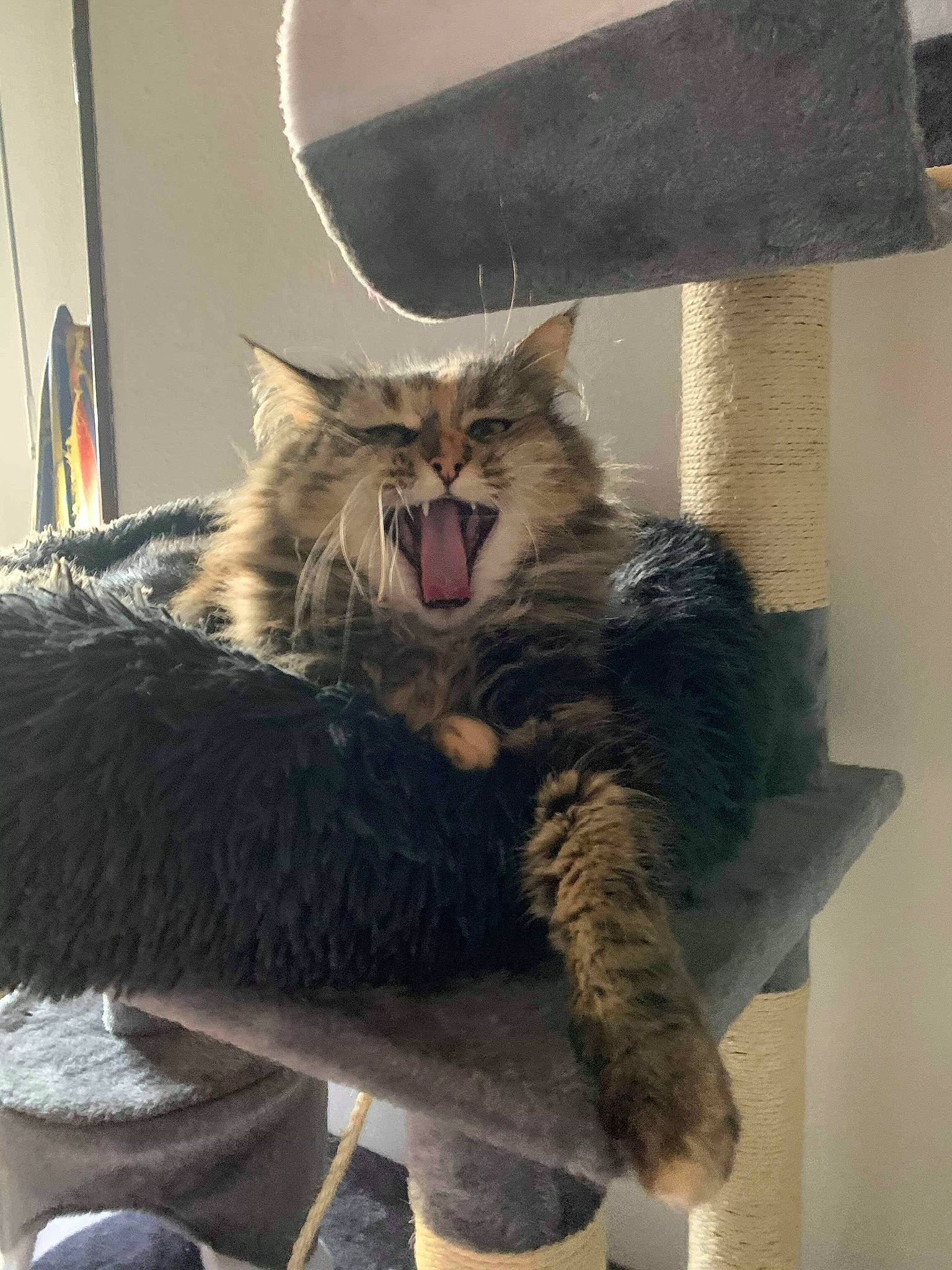 Mac participe au concours pour gagner de l'argent avec cette photo : art, carnivore, cat, claw, fang, felidae, fur, gesture, grey, maine_coon, natural_material, paw, small_to_medium_sized_cats, tail, terrestrial_animal, whiskers