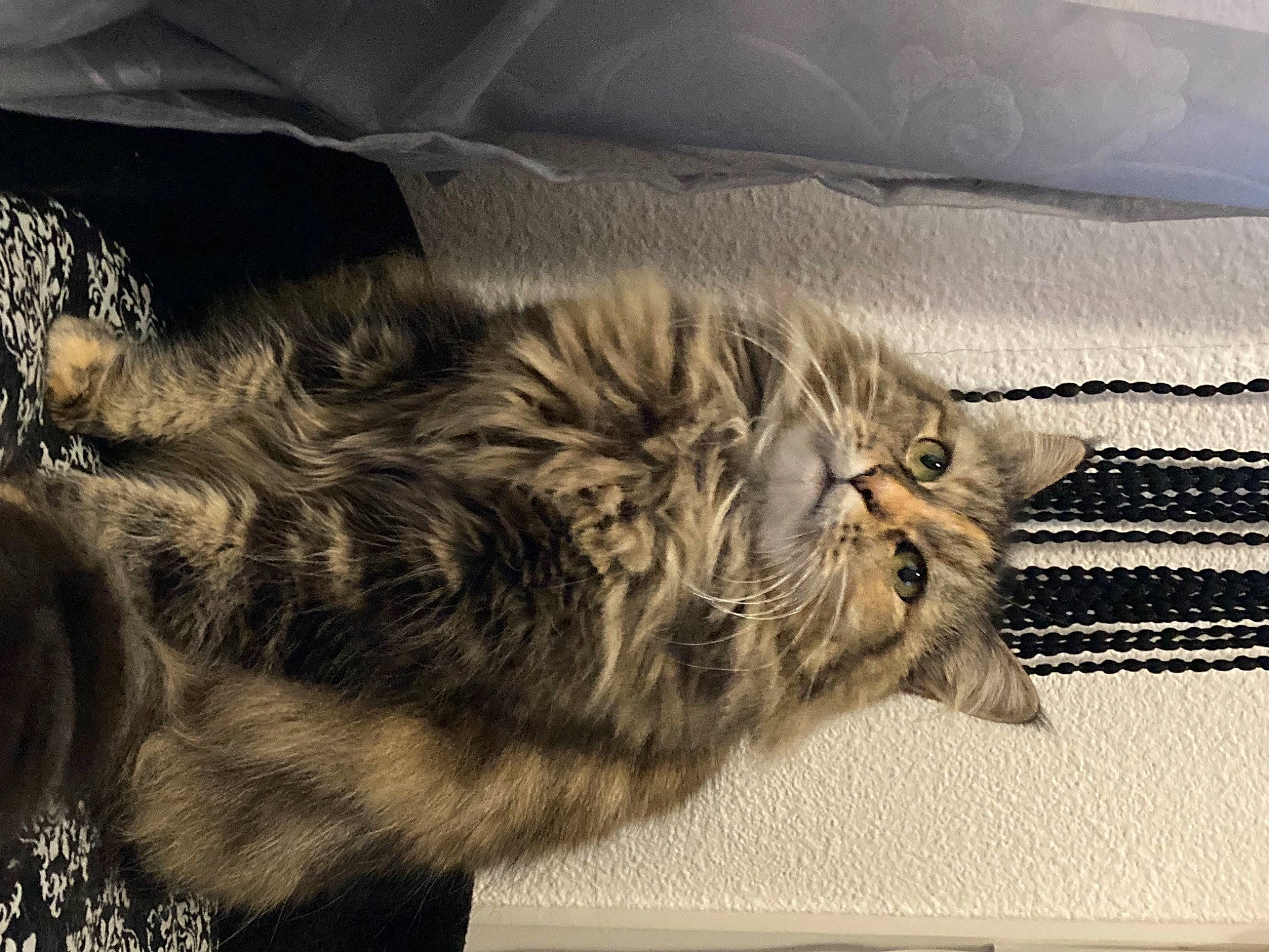 Mac a rejoint le concours — aidez-le/la à gagner de superbes lots ! carnivore, cat, cloud, comfort, domestic_short_haired_cat, eye, felidae, fur, grey, head, monochrome_photography, paw, sky, small_to_medium_sized_cats, snout, tail, terrestrial_animal, tints_and_shades, whiskers, wood