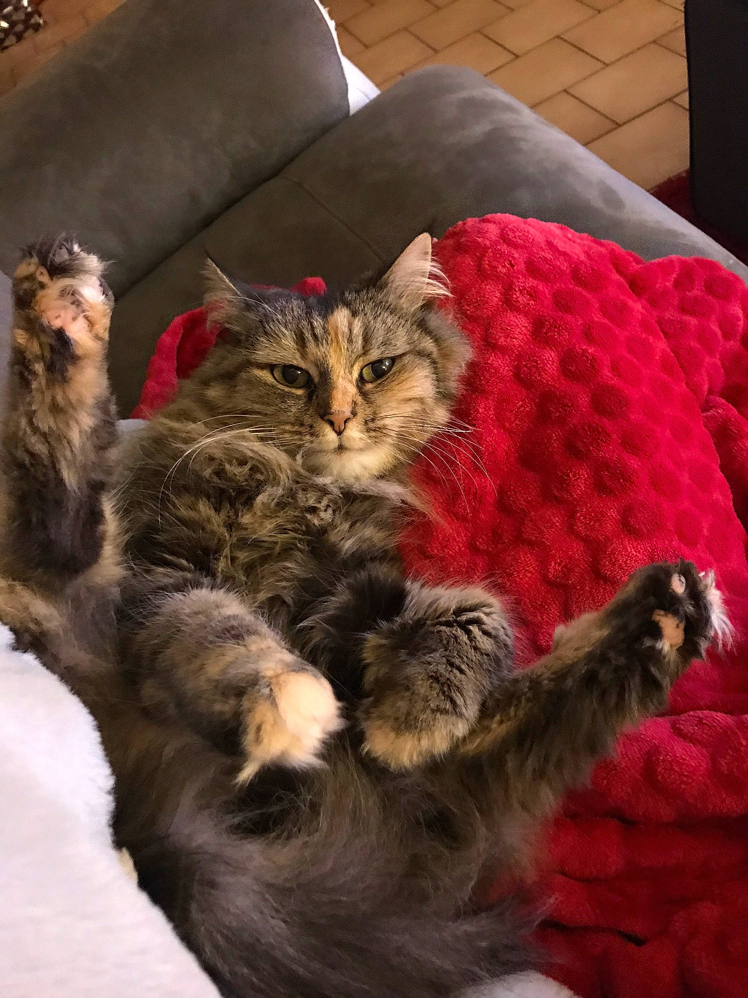 Mac a rejoint le concours — aidez-le/la à gagner de superbes lots ! bed, carnivore, cat, claw, comfort, couch, domestic_short_haired_cat, fawn, felidae, fur, living_room, paw, room, small_to_medium_sized_cats, tail, terrestrial_animal, textile, whiskers, wood