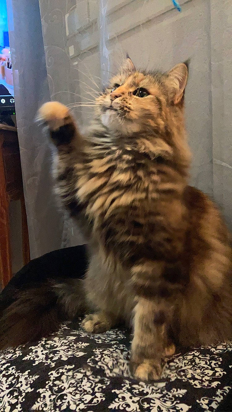 Mac a rejoint le concours — aidez-le/la à gagner de superbes lots ! british_longhair, carnivore, cat, claw, domestic_short_haired_cat, fawn, felidae, flooring, fur, maine_coon, paw, sitting, small_to_medium_sized_cats, snout, tail, terrestrial_animal, whiskers