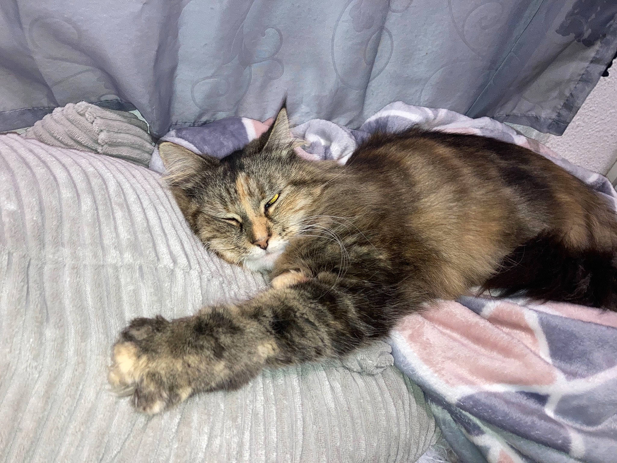 Mac a rejoint le concours — aidez-le/la à gagner de superbes lots ! carnivore, cat, claw, comfort, domestic_short_haired_cat, fawn, felidae, fur, nap, paw, small_to_medium_sized_cats, snout, tail, terrestrial_animal, whiskers