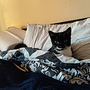 Kysa is registered to the contest to win money with this photo: animal, bed, black_and_white, blanket, cat, comfort, cozy, curious, cute, domestic, feline, fur, indoor, looking, pet, pillow, relaxed, resting, soft, whiskers