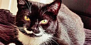 Kysa is registered to the contest to win money with this photo: animal, black_and_white, blanket, cat, close_up, cute, domestic_cat, feline, fur, indoor, lying_down, paw, pet, portrait, relaxed, resting, soft_texture, whiskers, yellow_eyes