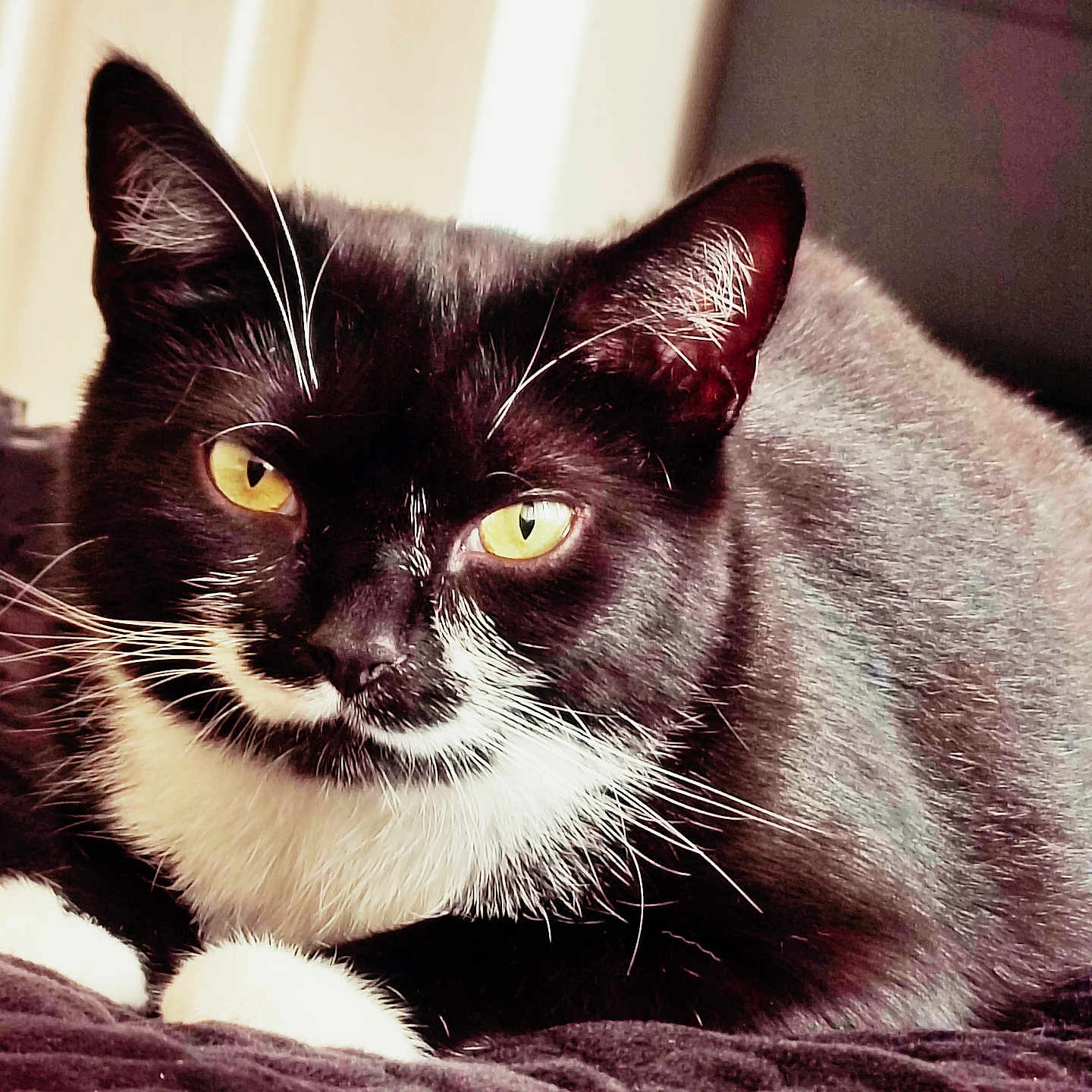 Kysa is registered to the contest to win money with this photo: animal, black_and_white, blanket, cat, close_up, cute, domestic_cat, feline, fur, indoor, lying_down, paw, pet, portrait, relaxed, resting, soft_texture, whiskers, yellow_eyes