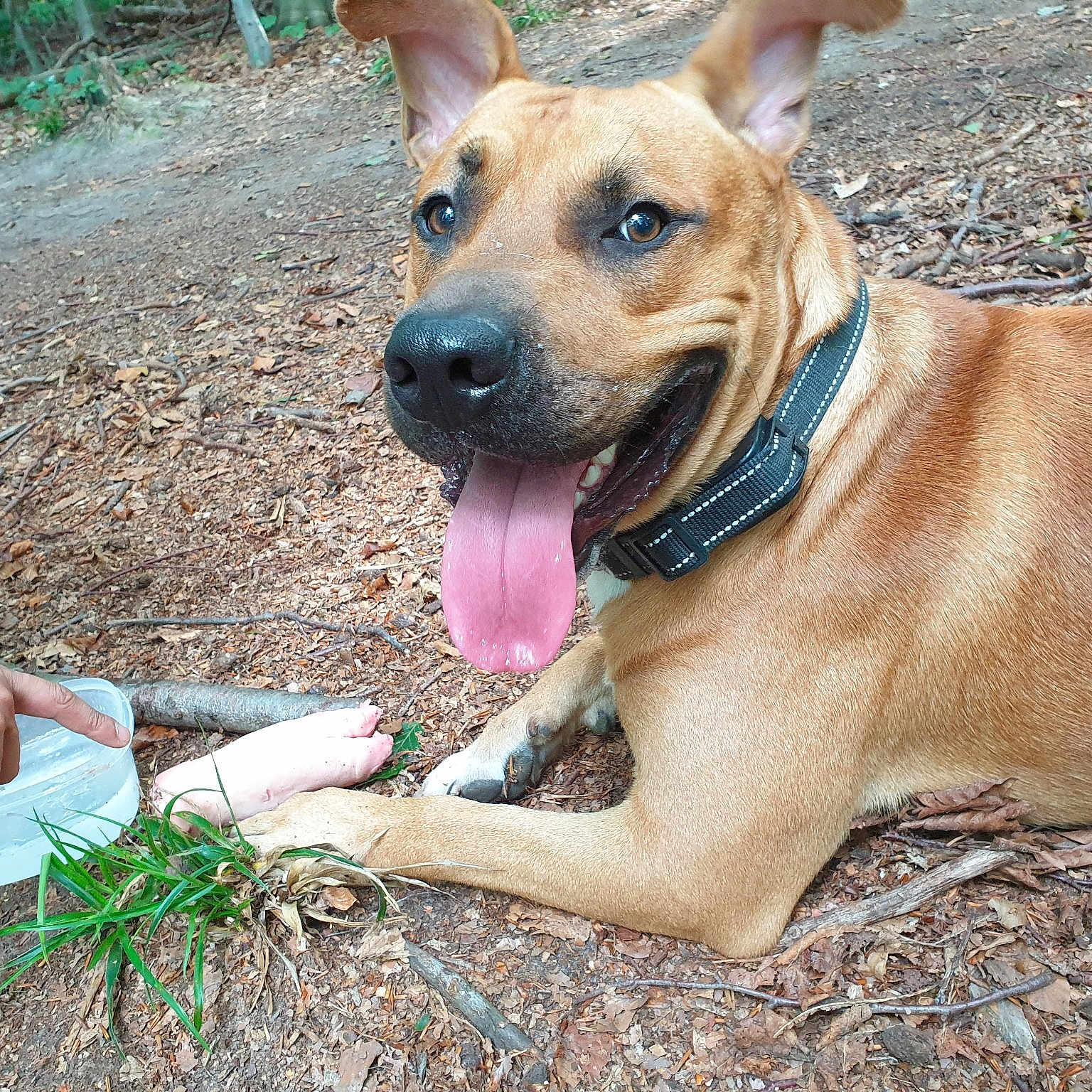 Yuki participe au concours pour gagner de l'argent avec cette photo : carnivore, collar, companion_dog, dog, dog_breed, dog_collar, fawn, grass, guard_dog, leash, pet_supply, plant, snout, soil, sporting_group, street_dog, terrestrial_animal, whiskers, working_animal, working_dog