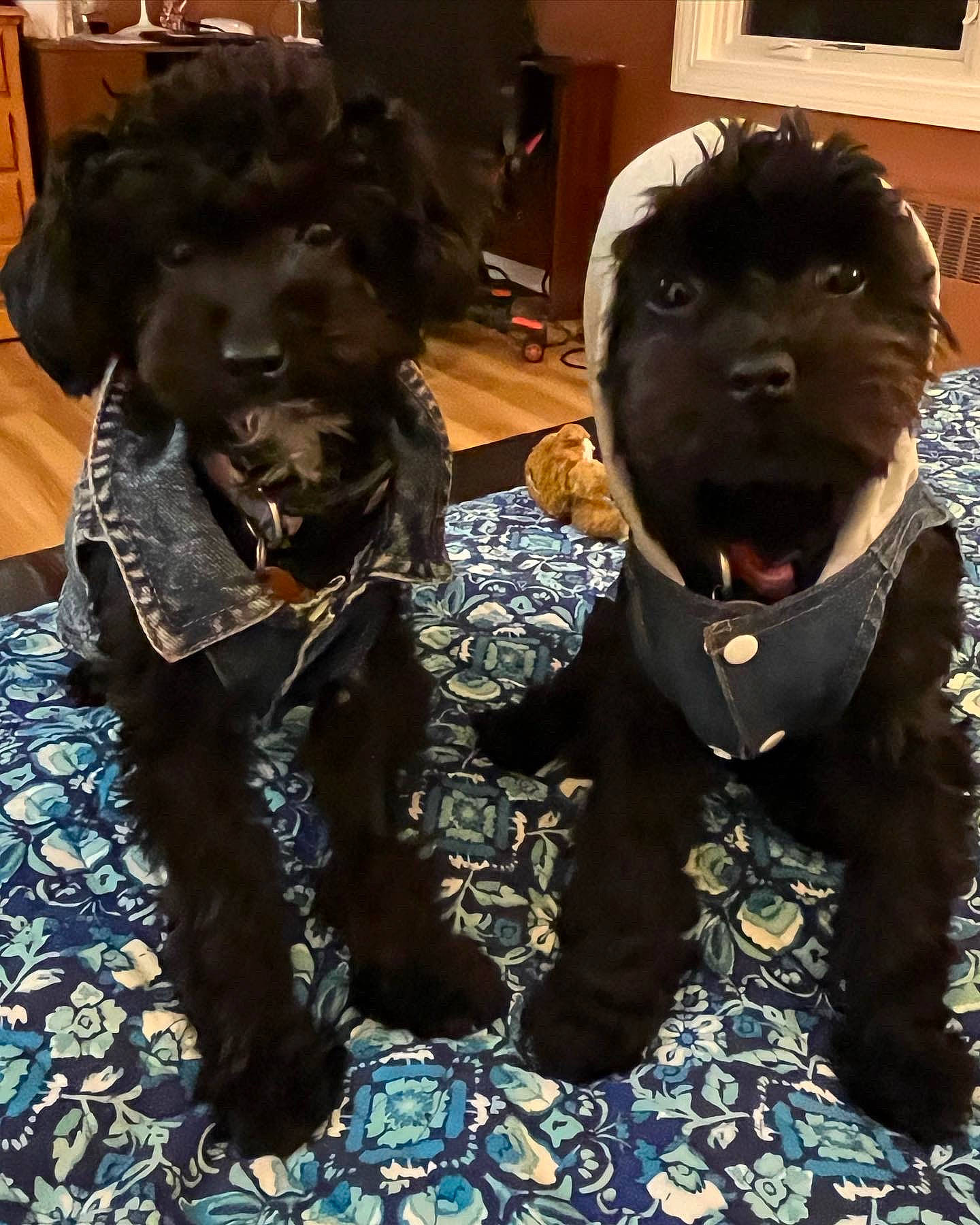 Molly is registered to the contest to win money with this photo: borador, canidae, carnivore, companion_dog, costume, dog, dog_breed, fawn, fur, guard_dog, liver, non_sporting_group, snout, sporting_group, terrestrial_animal, working_animal