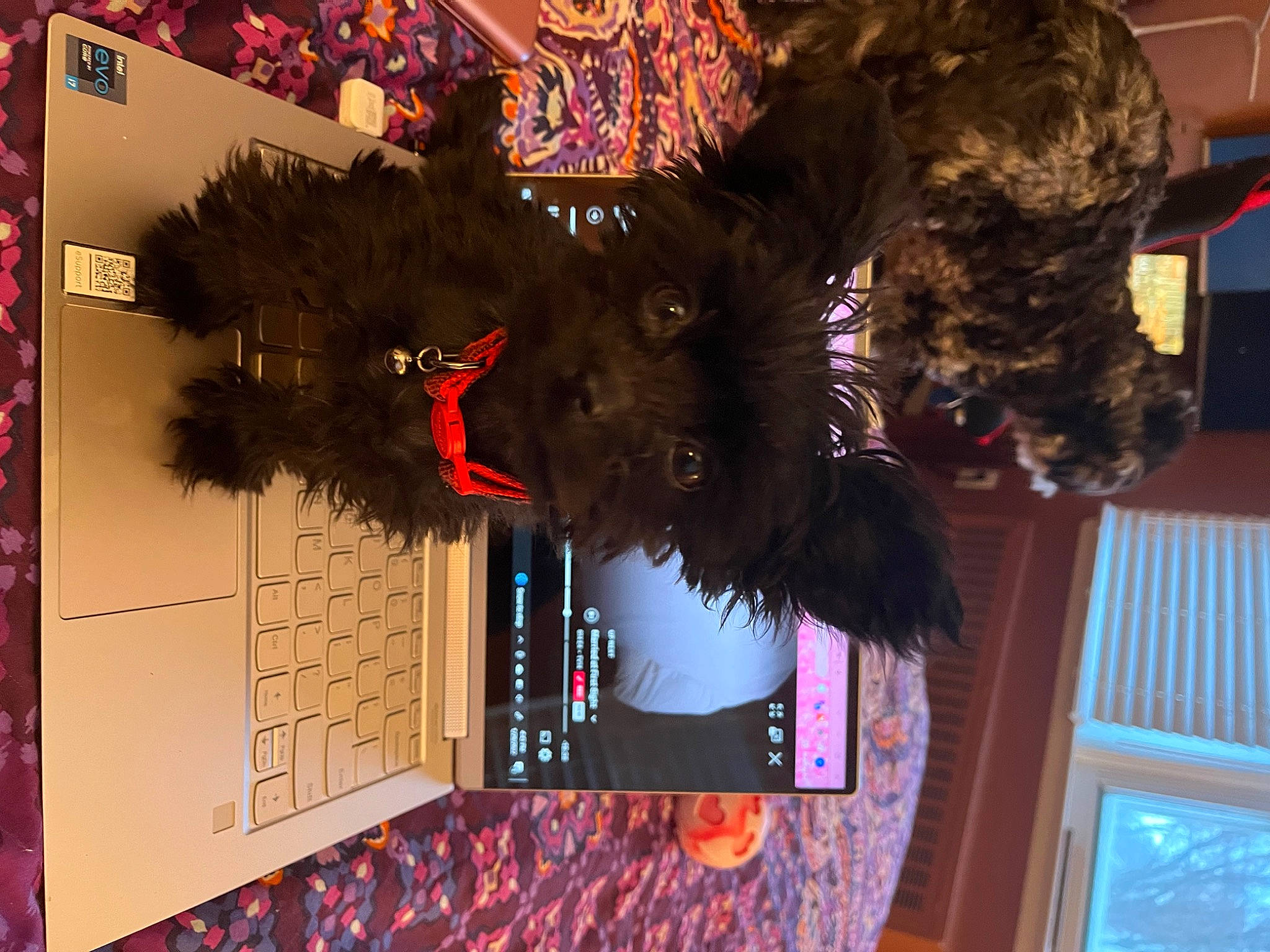 Tiki is registered to the contest to win money with this photo: art, canidae, computer, computer_hardware, computer_keyboard, dog_breed, felidae, fun, fur, input_device, laptop, office_equipment, peripheral, personal_computer, room, small_to_medium_sized_cats, snapshot, space_bar, sporting_group, tree