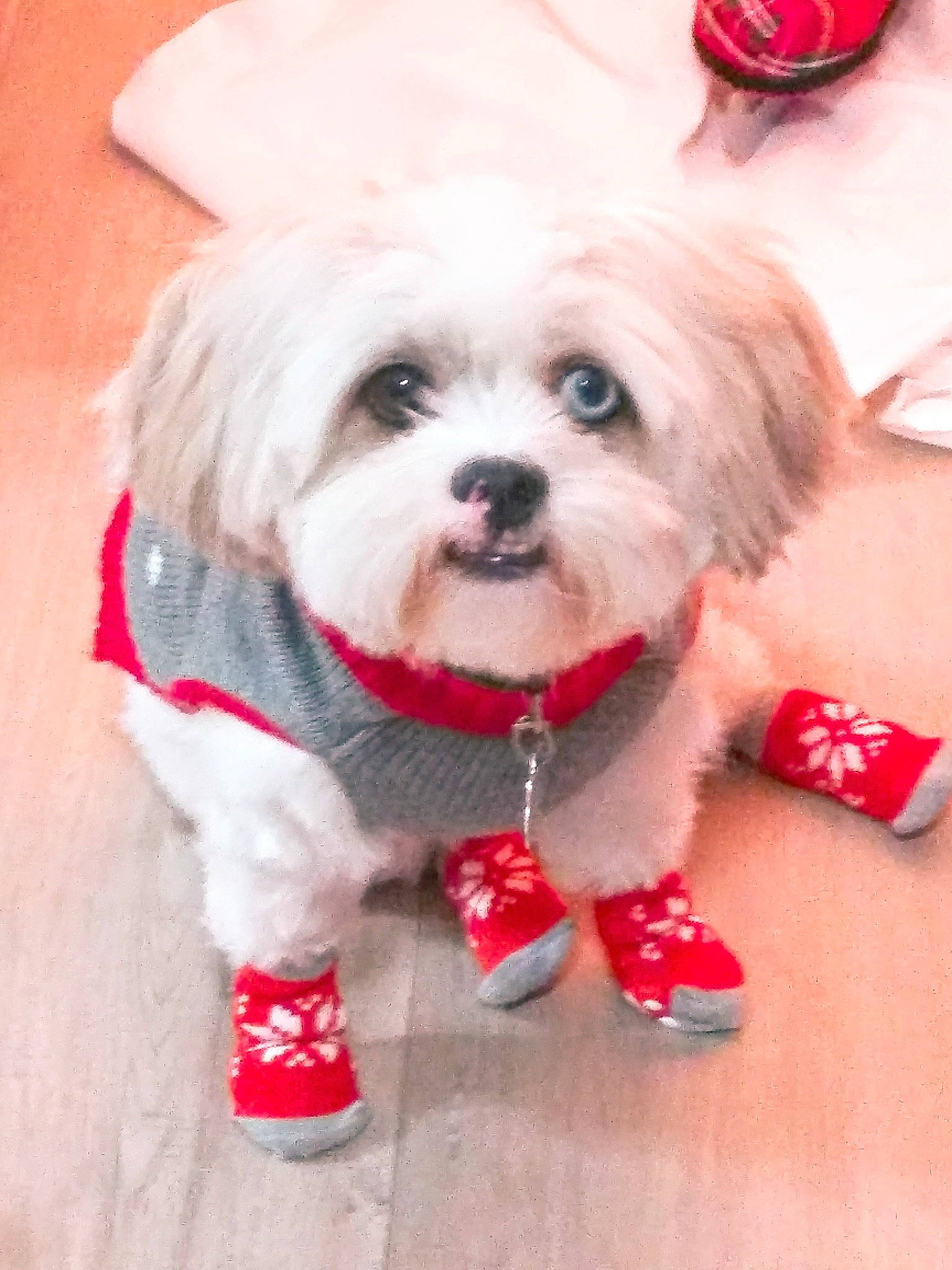 Blizzard joined the competition — help win amazing prizes! canidae, carnivore, companion_dog, dog, dog_breed, dog_clothes, dog_supply, fawn, font, fur, happy, pink, puppy_love, small_terrier, snout, sporting_group, terrier, toy, toy_dog, working_animal