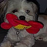 Blizzard is registered to the contest to win money with this photo: dog, puppy, small_dog, fluffy, white_fur, brown_fur, toy, plush_toy, red_toy, yellow_toy, holding_toy, portrait, close_up, indoors, couch, pet, collar, leash, black_nose, paws
