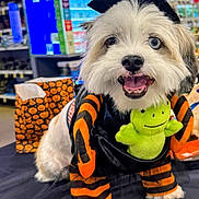 Blizzard is registered to the contest to win money with this photo: dog, puppy, fluffy, white_fur, black_and_white, halloween, costume, hat, plush_toy, green_toy, smiling, open_mouth, portrait, pet_store, indoors, colorful, sitting, superhero, orange_and_black, festive