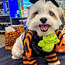 dog, puppy, fluffy, white_fur, black_and_white, halloween, costume, hat, plush_toy, green_toy, smiling, open_mouth, portrait, pet_store, indoors, colorful, sitting, superhero, orange_and_black, festive