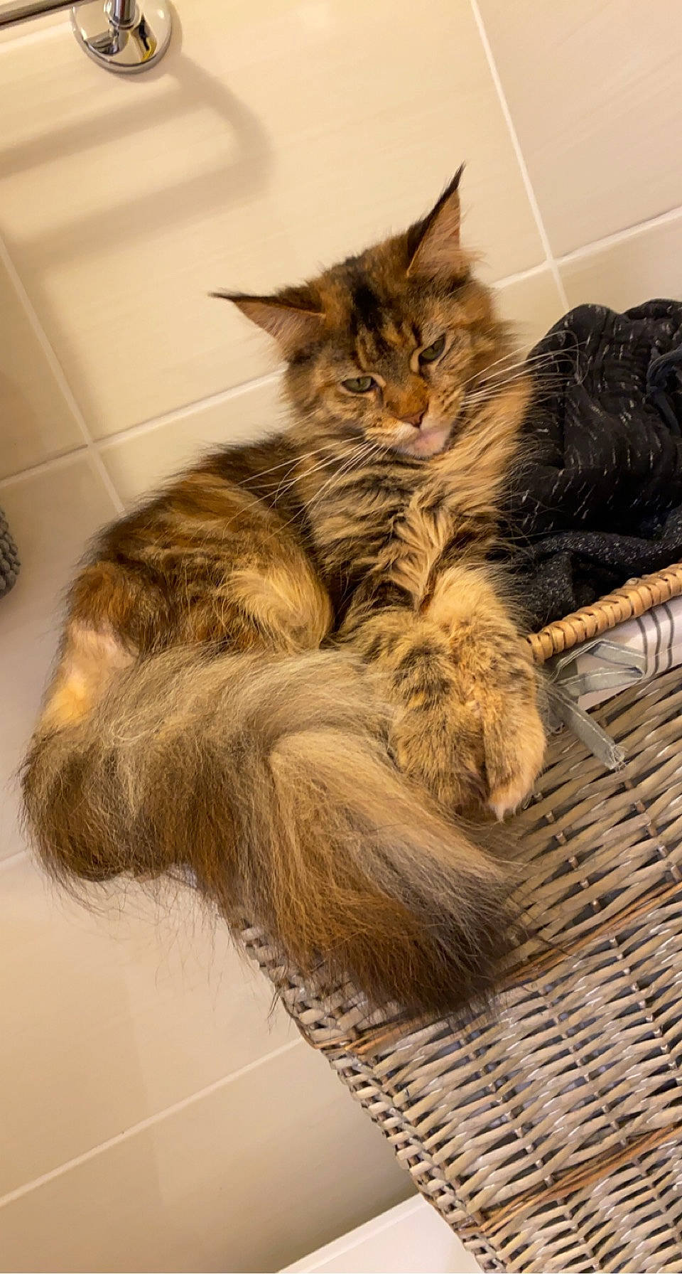 Pandora participe au concours pour gagner de l'argent avec cette photo : carnivore, cat, claw, comfort, domestic_short_haired_cat, fawn, felidae, fur, nap, paw, sleep, small_to_medium_sized_cats, tail, terrestrial_animal, whiskers, wood