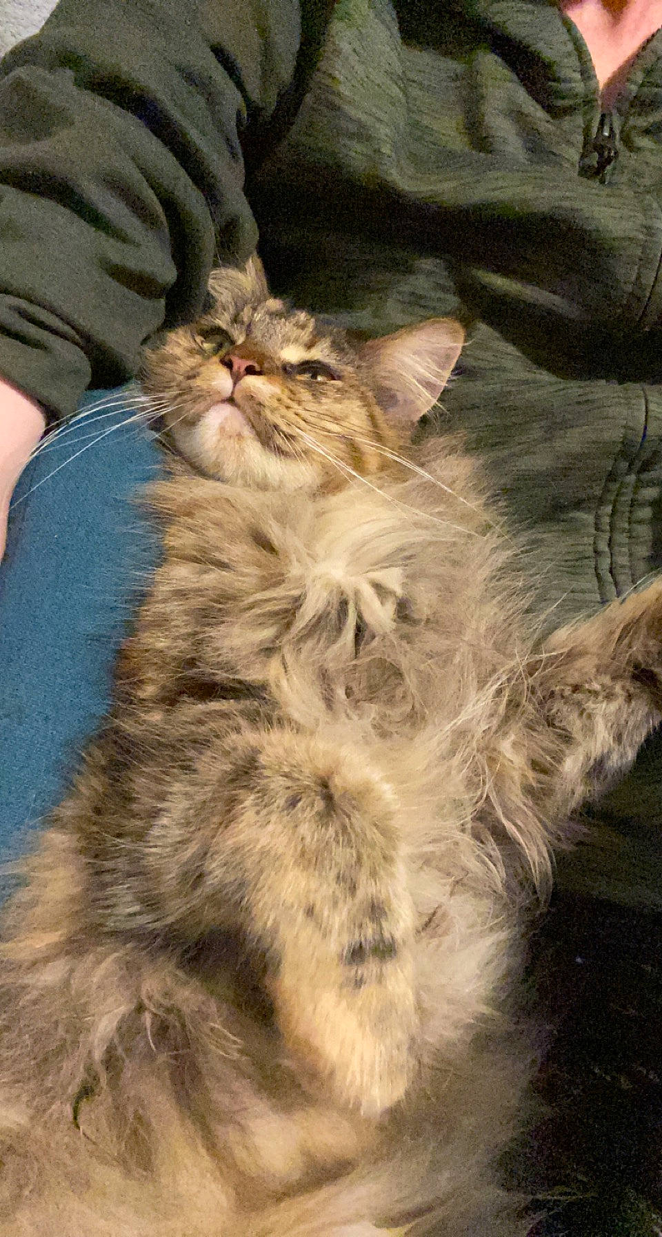 Pandora participe au concours pour gagner de l'argent avec cette photo : carnivore, cat, claw, comfort, domestic_short_haired_cat, fawn, felidae, fur, grass, maine_coon, paw, sand, small_to_medium_sized_cats, snout, tail, terrestrial_animal, whiskers