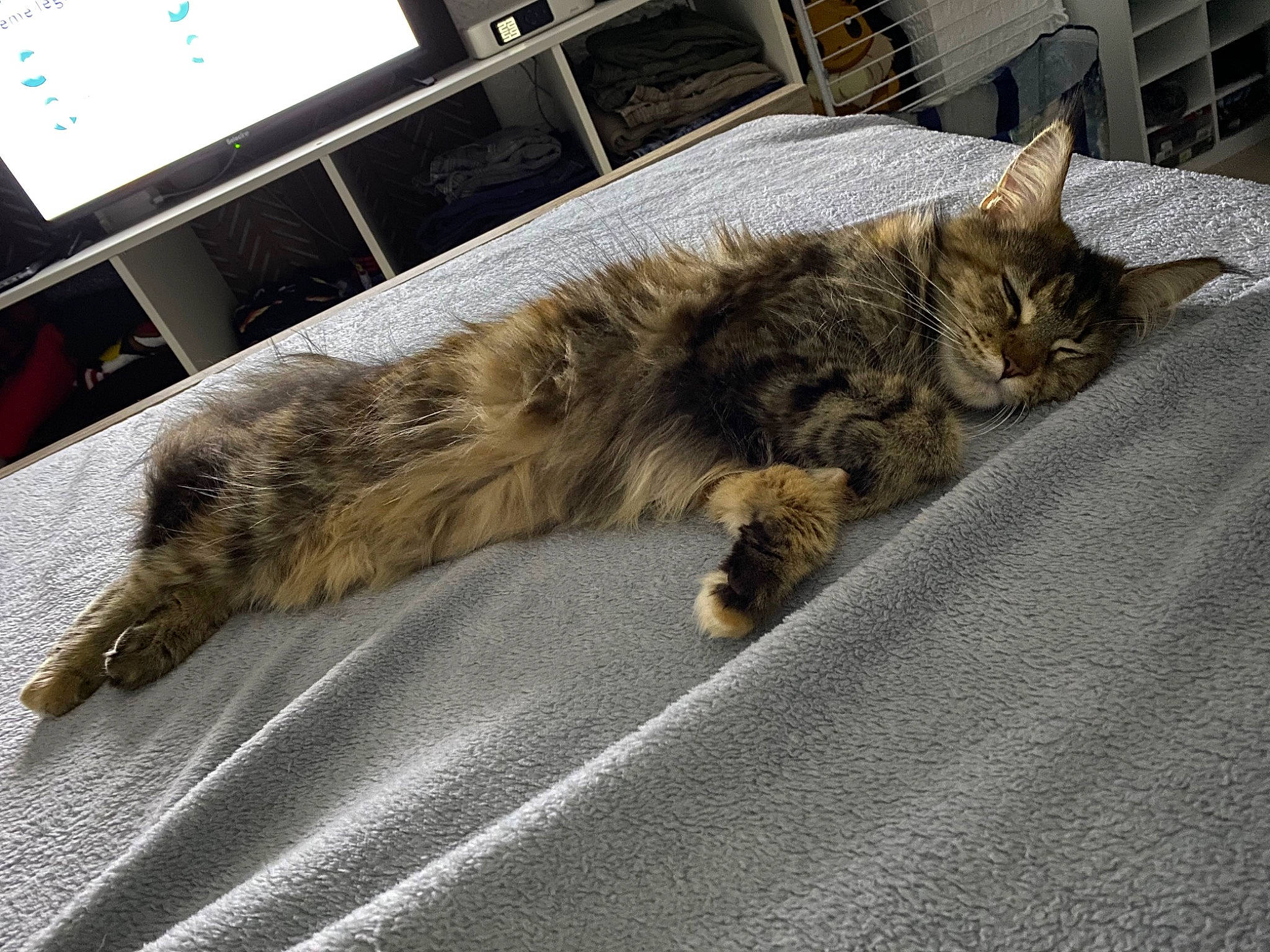 Pandora a rejoint le concours — aidez-le/la à gagner de superbes lots ! carnivore, cat, claw, comfort, computer_keyboard, computer_monitor, domestic_short_haired_cat, felidae, flooring, fur, grey, metal, paw, peripheral, small_to_medium_sized_cats, tail, television, terrestrial_animal, whiskers, wood