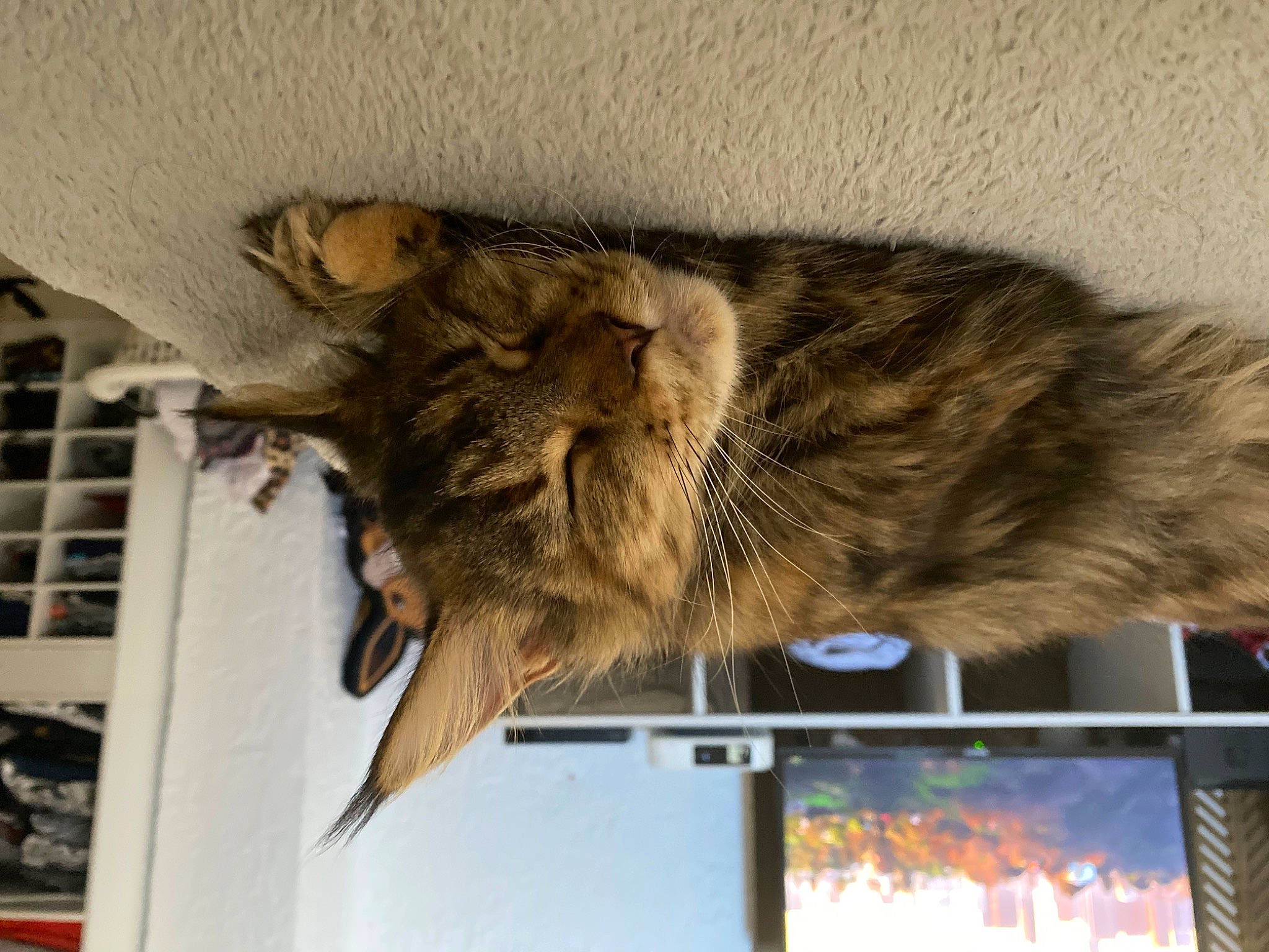 Pandora participe au concours pour gagner de l'argent avec cette photo : bat, carnivore, cat, claw, display_device, domestic_short_haired_cat, fawn, felidae, fur, nap, room, sleep, small_to_medium_sized_cats, snout, tail, television, terrestrial_animal, vertebrate, whiskers, wildlife