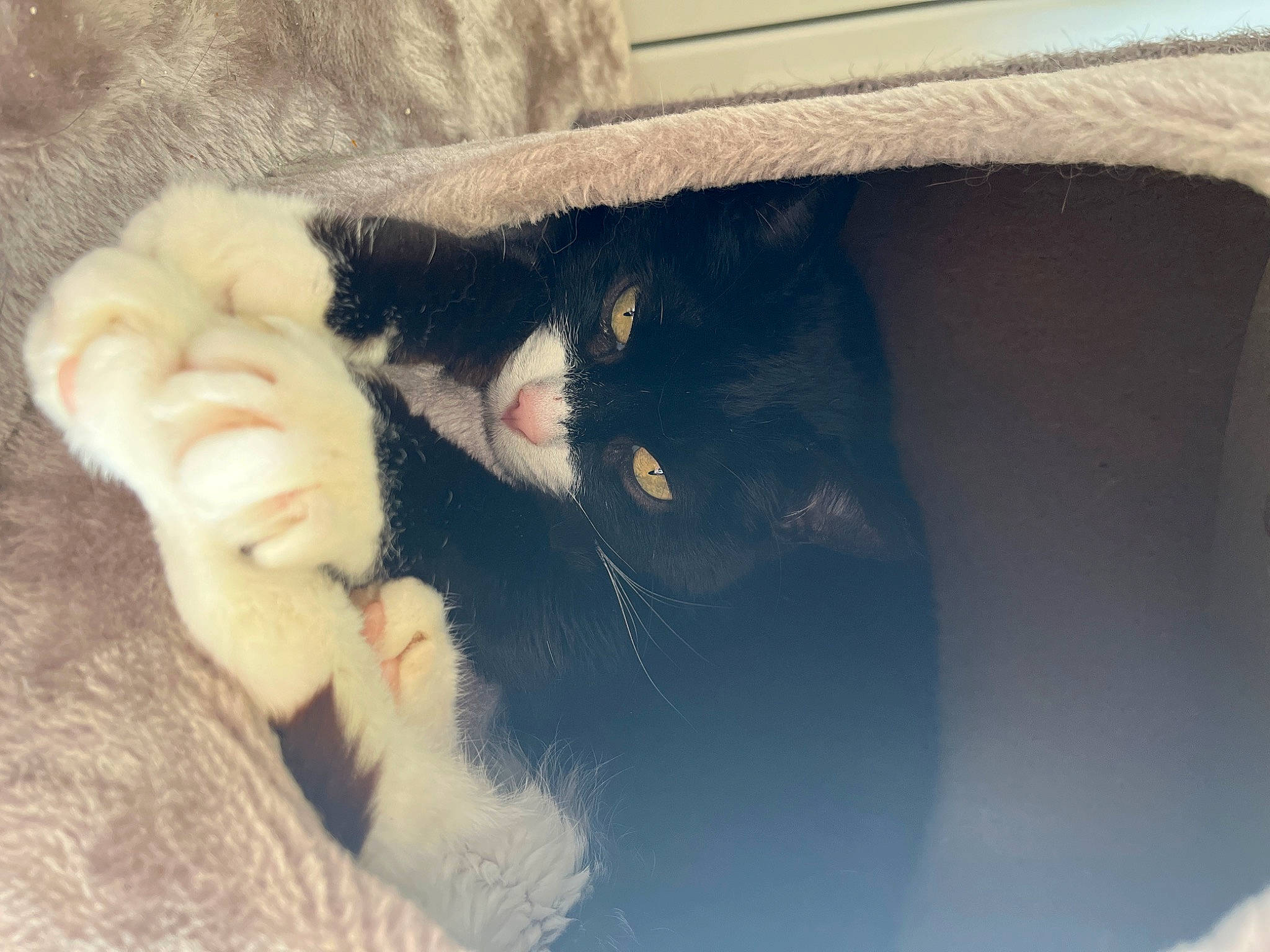 Miu Miu participe au concours pour gagner de l'argent avec cette photo : beard, carnivore, cat, cat_bed, claw, comfort, domestic_short_haired_cat, felidae, fur, gesture, paw, small_to_medium_sized_cats, snout, tail, tree, whiskers, window